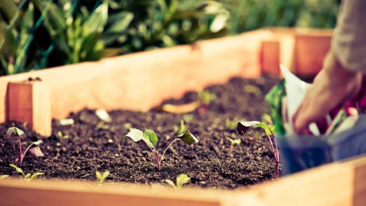 A Way to Garden